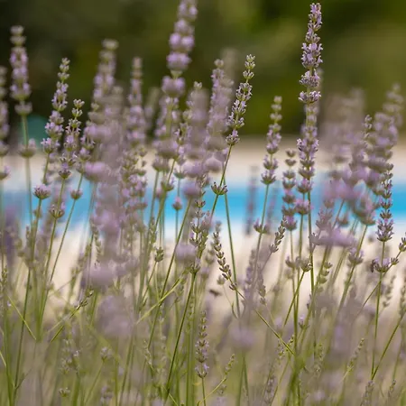 Prázdninový dům Dalmatina Vedrine